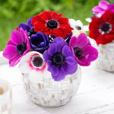 Longfield Gardens Anemone De Caen Mix Bulbs 25 Pack 10000212 The Home Depot Bulb Flowers Longfield Gardens Flower Farm