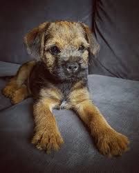 Loving Border Terrier Border Terrier Patterdale Terrier Border Terrier Puppy