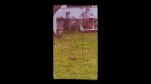 Funniest squirrel on greased pole. Squirrel On Greased Pole Youtube