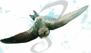 Результат пошуку зображень за запитом "стриж"