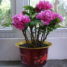 How to grow flowers from seeds in pots. 10pcs Peony Flower Seeds Bonsai Flower Seed Indoor Pot Plants For Home Beautiful Colors Buy At A Low Prices On Joom E Commerce Platform