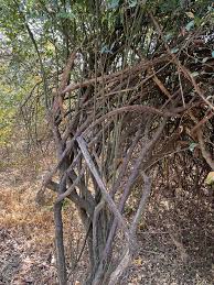 Image result for Maerua friesii