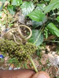 Image result for Ampelocissus multistriata