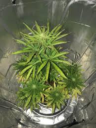 Maybe you would like to learn more about one of these? Week 4 Of Flower On Some Random Bag Seed Any Tips For The Next Run Most Damage Is From A Hard Battle With Spider Mites During Week 1 Of Flower Spacebuckets