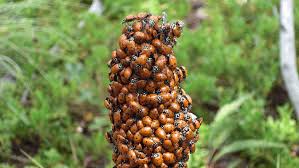 Disinfecting and pest control services (7342). Five Things You Need To Know About Releasing Ladybugs In The Landscape Garden Style San Antonio