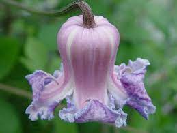 One companionable clematis includes the marsh clematis (clematis crispa), which grows best in usda zones 5 through 11. Clematis Crispa Curly Swamp Leatherflower Blue Jasmine 5 Seeds Clematis Flower Clematis Types Of Purple Flowers