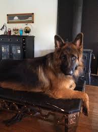 Black And Red Long Coat German Shepherd Puppies Pin On German Shepherds Regal Creatures