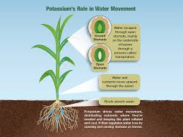 Due to this, the root hair cells become more turgid and their osmotic pressure falls. Potassium Insight Agweb