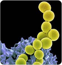 Bacteria Characteristics Read Biology Ck 12 Foundation