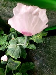 Indoor Poppy Growers