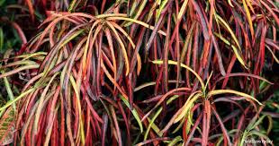 The best time to cut back a croton is in the warmth of mid spring to early summer. Zanzibar Croton Growing And Care Plantcaretoday Com