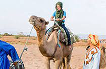 The morocco camel trekking in the desert is a hike in the sahara. Camel Ride Marrakech Desert Travel