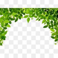 Leaves Border Plant Green Youth Png And Vector With Transparent Background For Free Download Leaf Clipart Leaf Border Leaves