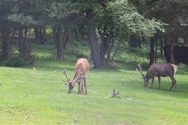 Maybe you would like to learn more about one of these? Geyik Uretme Ciftligi