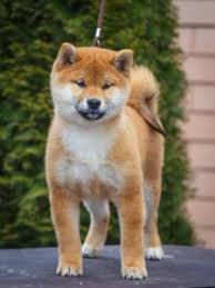 ɕiba inɯ) is a breed of hunting dog from japan. 10 Best Shiba Inu Breeders In The United States 2021 We Love Doodles