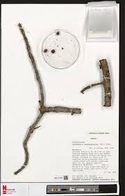 Image result for Pavetta redheadii