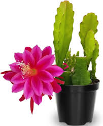 Image result for Hypericophyllum