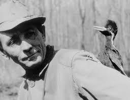 The Ivory-billed Woodpecker