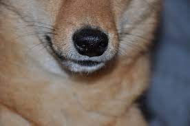 Do Dogs Whiskers Grow Back Bark How