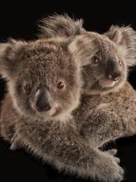 Kinkajou National Geographic