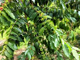 Best costa rican coffee brands. Costa Rican Coffee Beans Espresso Coffee Guide