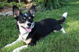 There are many ways to find the right pet for your home. Best Pet Adoption Centers Fairfield County Serendipity Serendipity