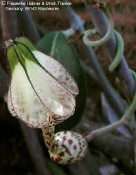Image result for Ceropegia crassifolia