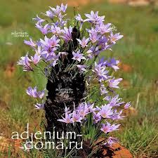 Image result for Xerophyta retinervis