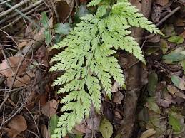 Image result for Asplenium uhligii