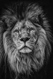 Portrait Of A King Ii Limited Edition Of 5 Photograph In 2021 Lion Images Lion Pictures Lion Wallpaper