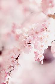 Flowers Pink And Nature Resmi Flower Aesthetic Cherry Blossom Wallpaper Pretty Flowers