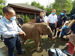 Sabah's wildlife laws get more bite. Fgv Aids Rescue Mission And Provide Treatment Costs Of Injured Borneo Elephant In Sabah Fgv Holdings Berhad