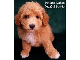 Discover more about our bichon poo puppies for sale below! Bichon Poo Puppies Petland Dallas Tx