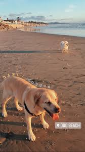 Cutepuppyinstagramcaptions Creative Instagram Stories Instagram Story Dog Stories