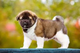 Akita Dog Breed Information Pictures Characteristics Facts Dogtime