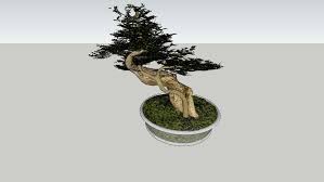 Bonsai Tree Plant 3d Warehouse