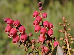 Image result for Agarista salicifolia