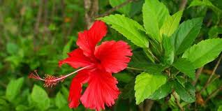 Shampoo hibiscus extract is a traditional remedy for hair and scalp treatment. Health Benefits Of Hibiscus Rosa Sinensis Value Foodvalue Food