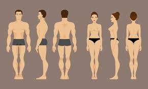 Body planes are hypothetical geometric planes that divide the human body into sections. Male And Female Anatomy Front Back And Side Views Tasmeemme Com