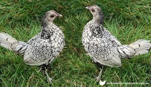 The speckled is a rich dark mahogany colour, each feather with a white tip. Sebright Chicken Breed Profile