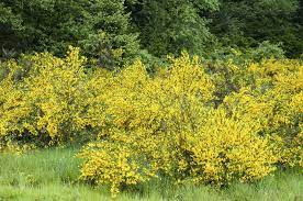 Scotch Broom Maintenance Tips On Pruning A Scotch Broom Shrub