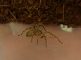 Image result for spinne biss haut reaktion