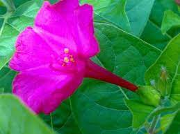 Pin On Nite Bloomers Moon Gardens