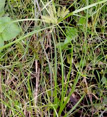 Image result for Cyperus ajax