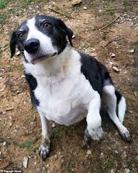 Britain S Loneliest Dog Border Collie Needs A New Home In 2020 Animal Rescue Center Animal Rescue Border Collie Dog