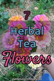 Pin On Tea Flower Tea Mix Tea