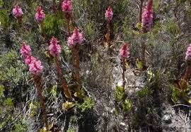 Image result for Satyrium