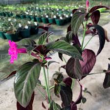 Image result for Ruellia makoyana