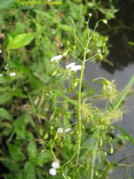 Image result for Aneilema umbrosum