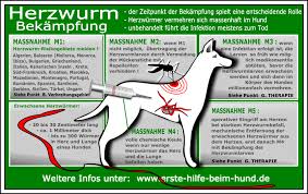 Husten Beim Hund Ursachen Und Praktische Tipps